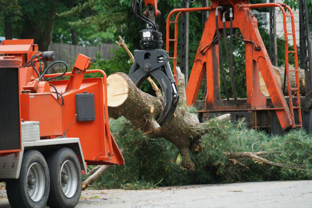 Best Tree Trimming and Pruning  in Carter Lake, IA